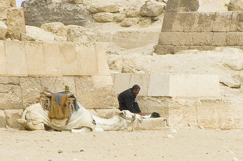 chameau priere  egypte